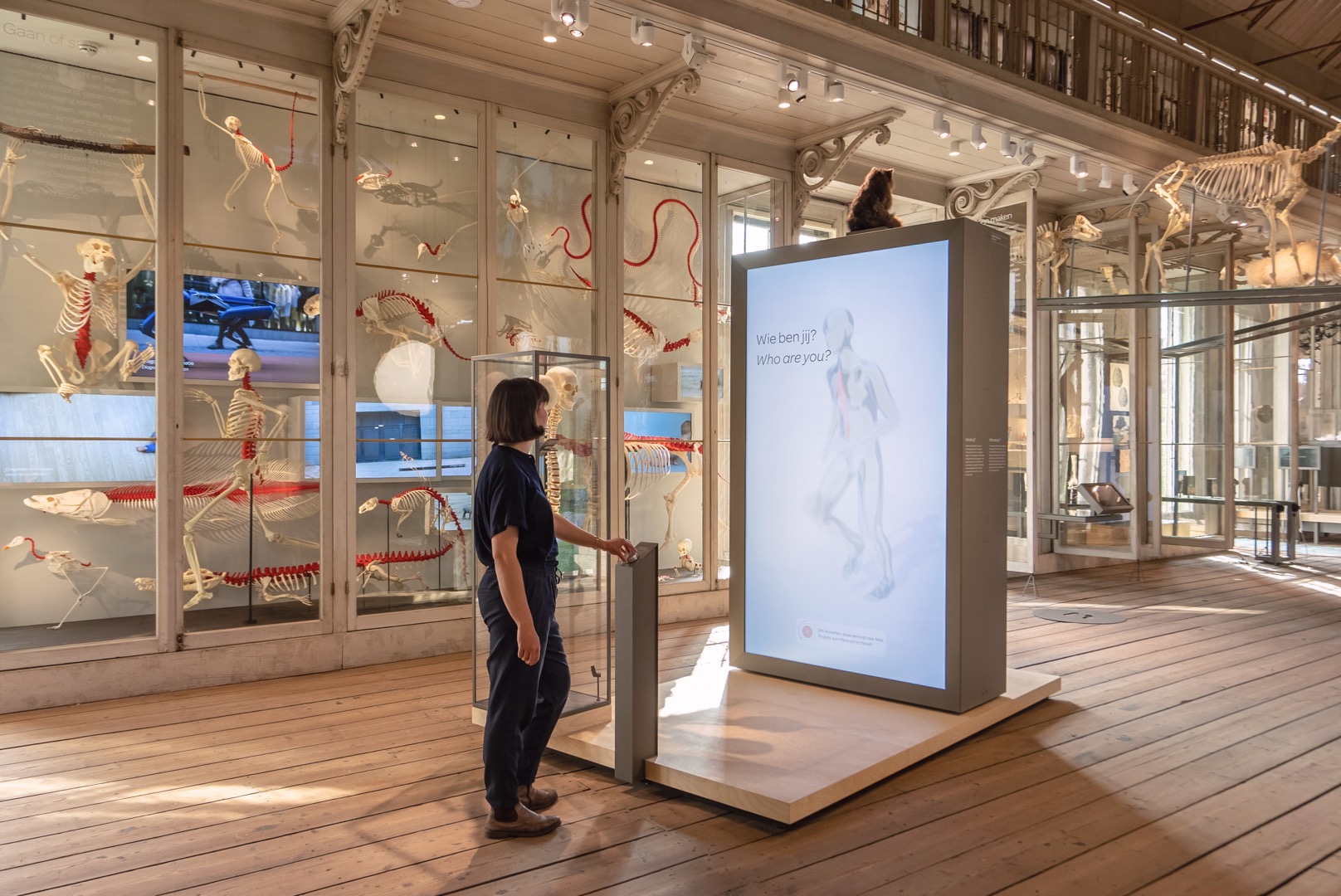Interactive skeleton exhibit with body tracking