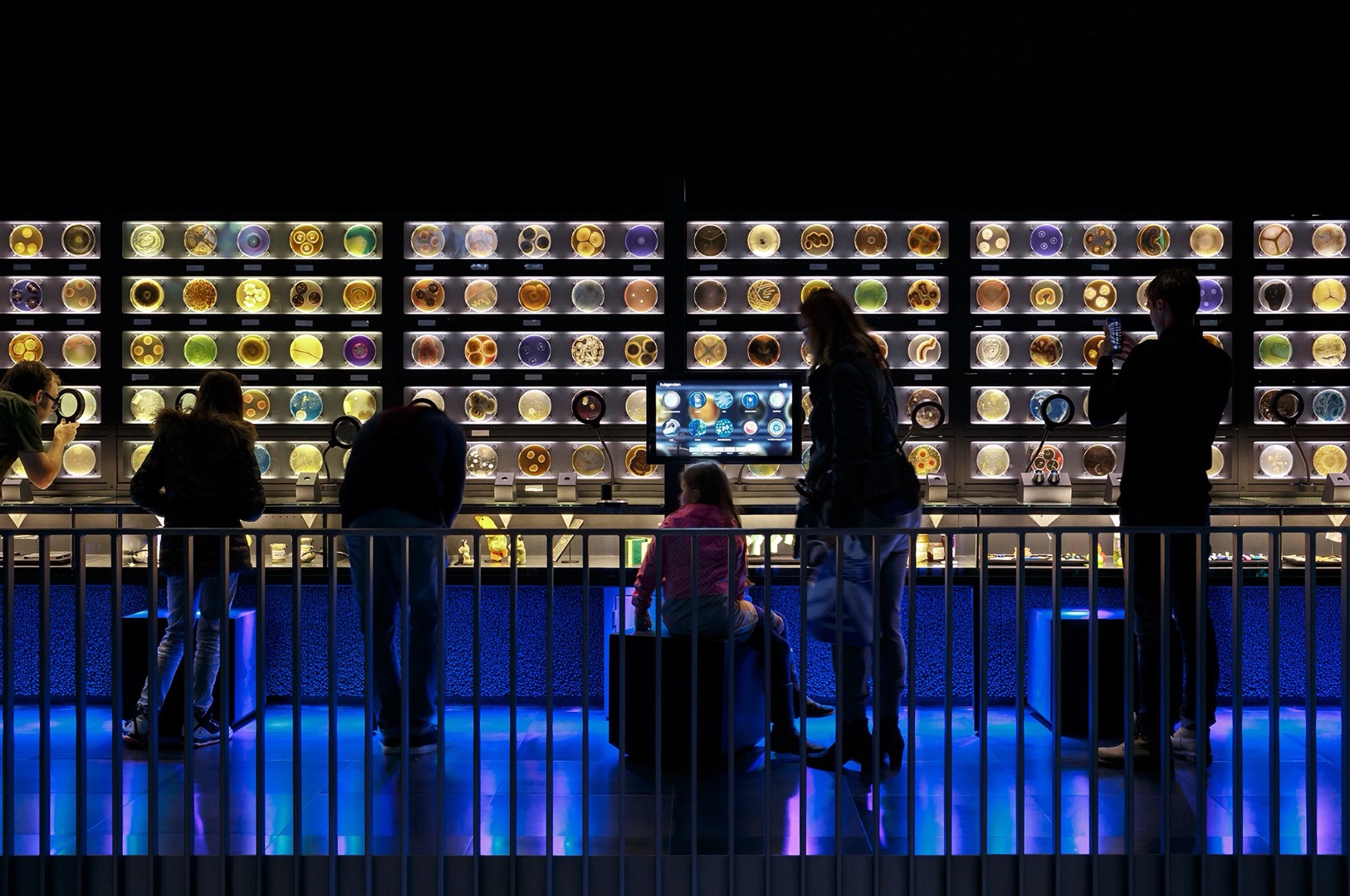 Wall display of living petri dish cultures