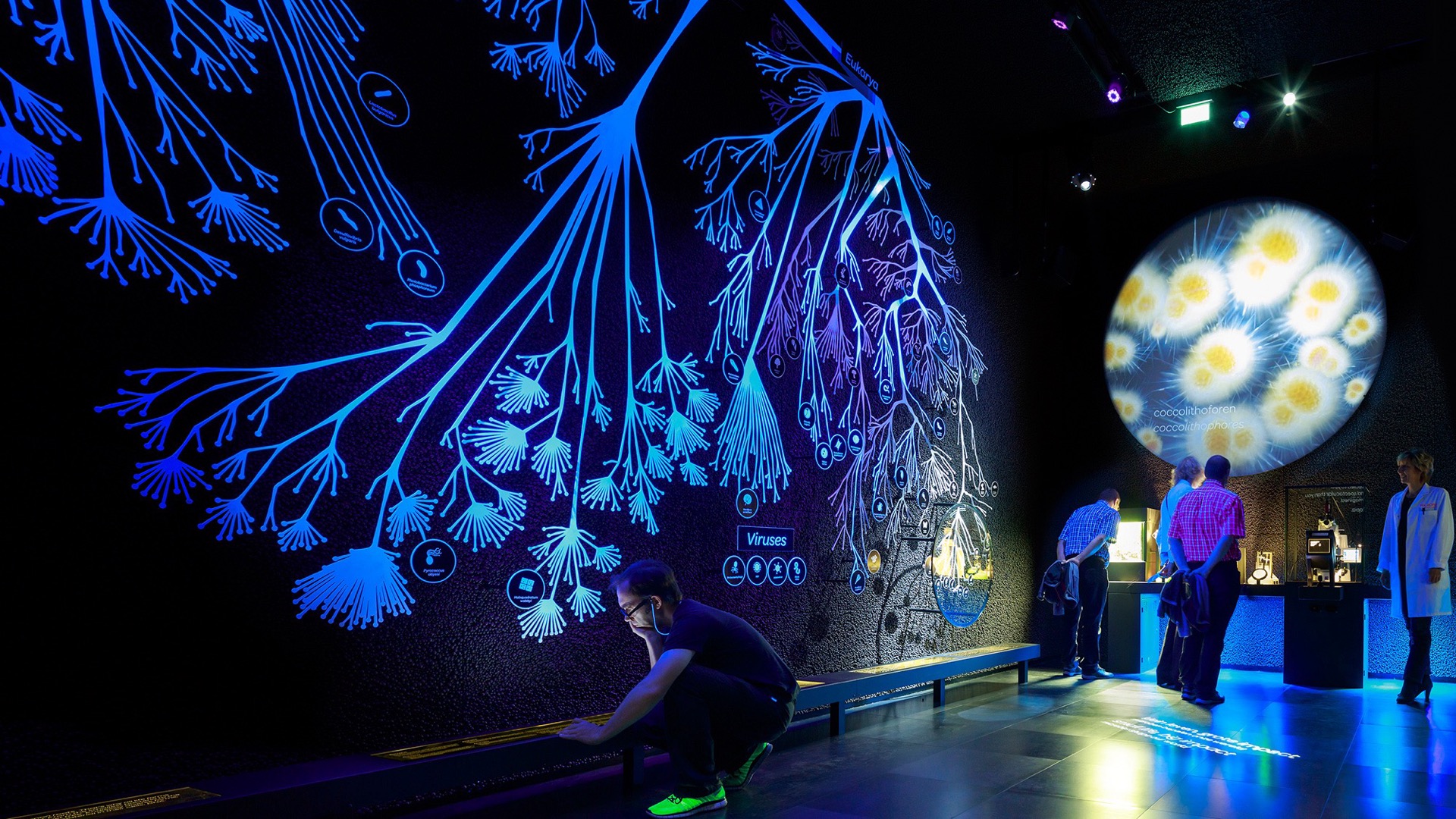 Tree of life microbiology display